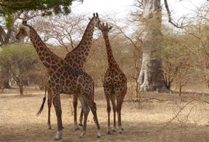 RESERVA DE ANIMALES DE BANDIA