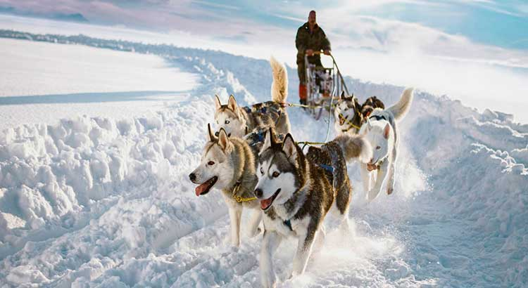 Mushing