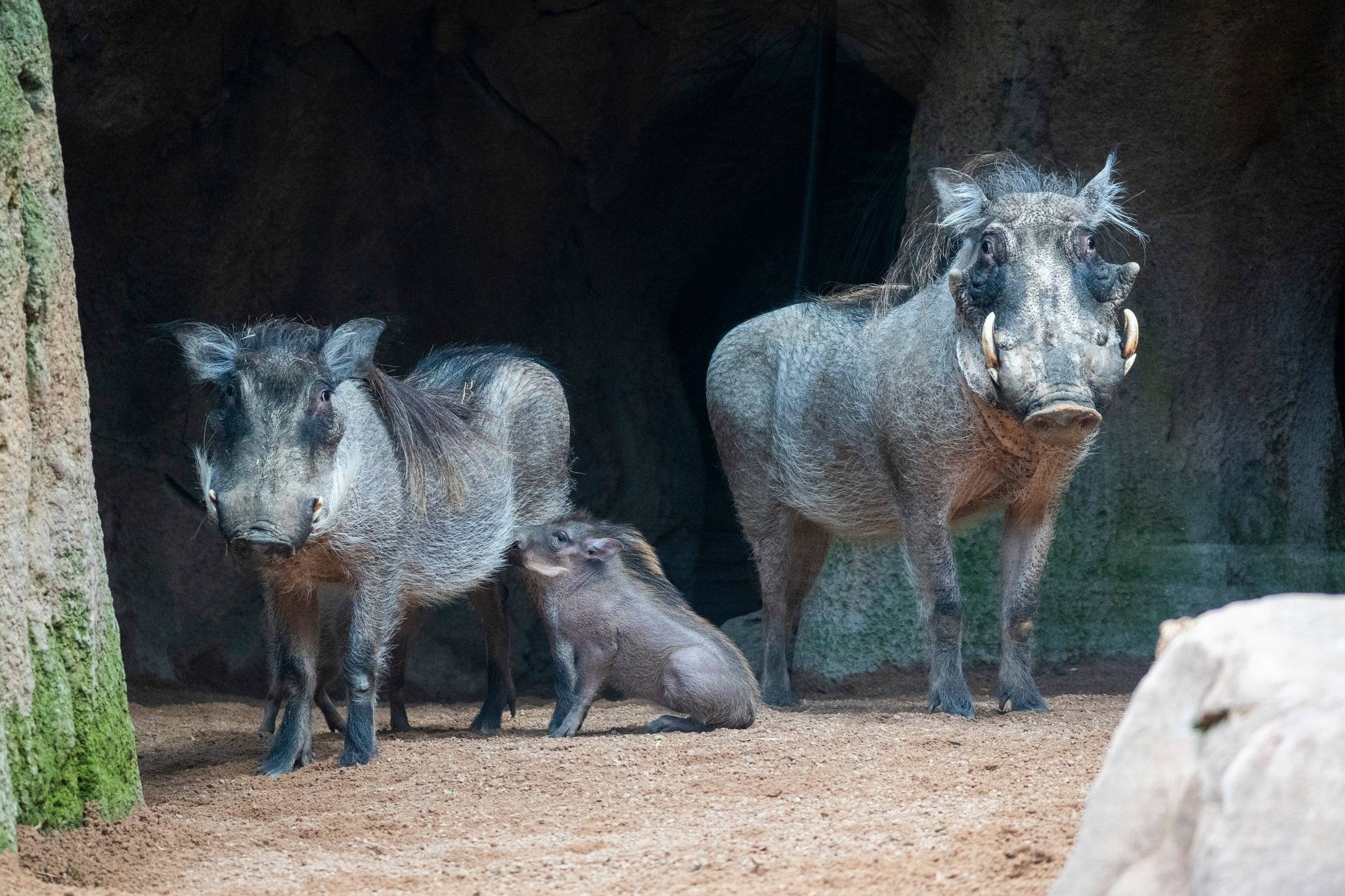 Bioparc Valencia-14