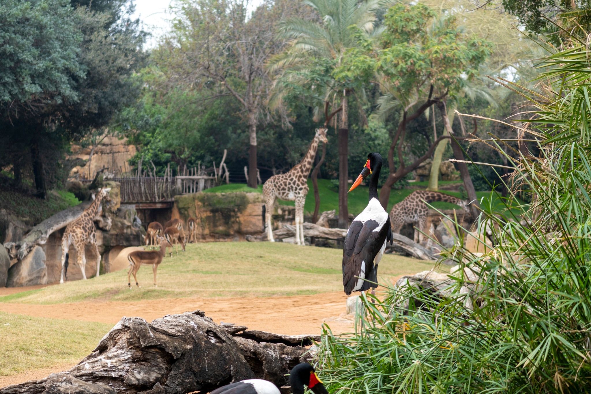 Bioparc Valencia-20