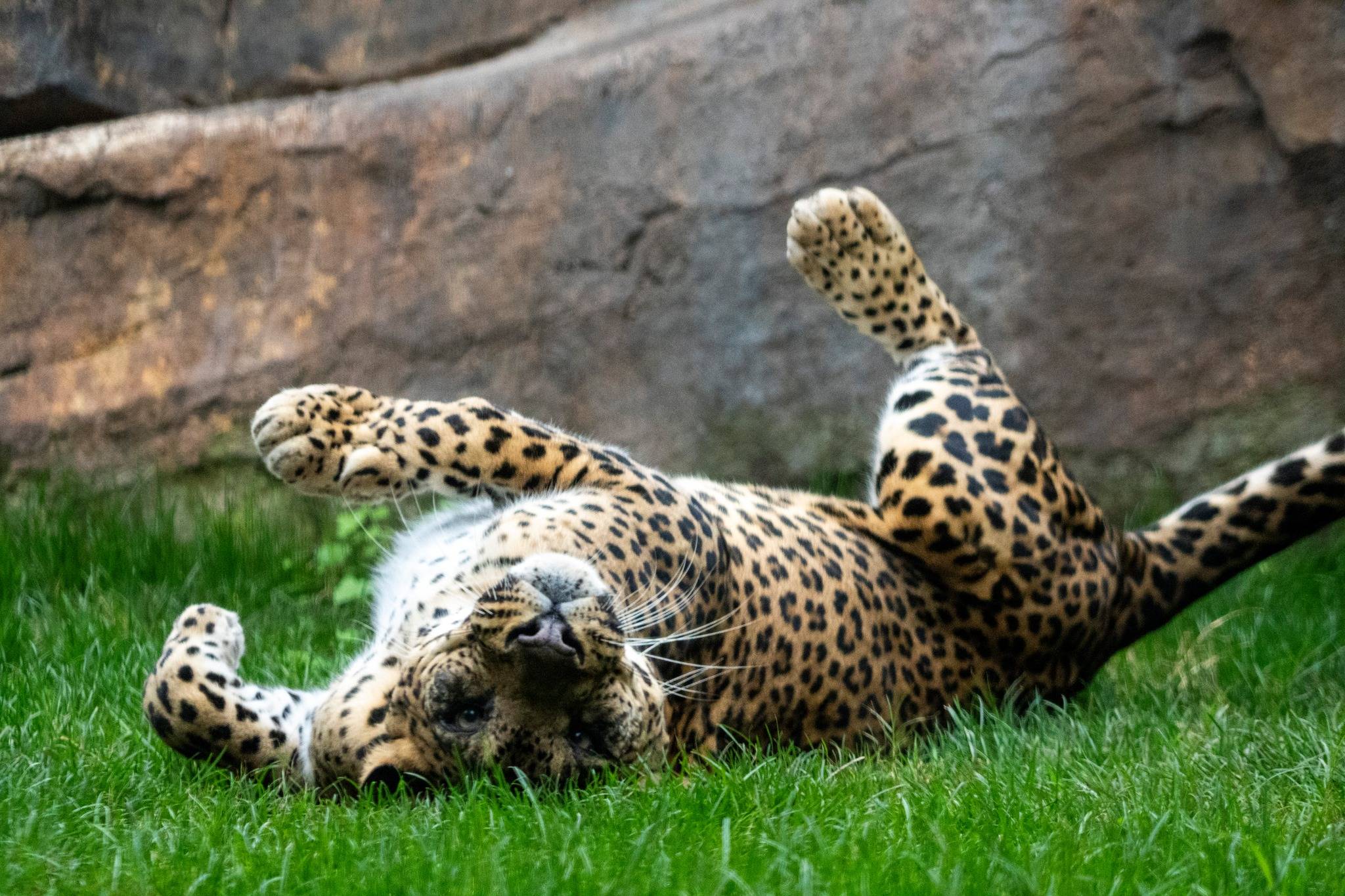 Bioparc Valencia-21