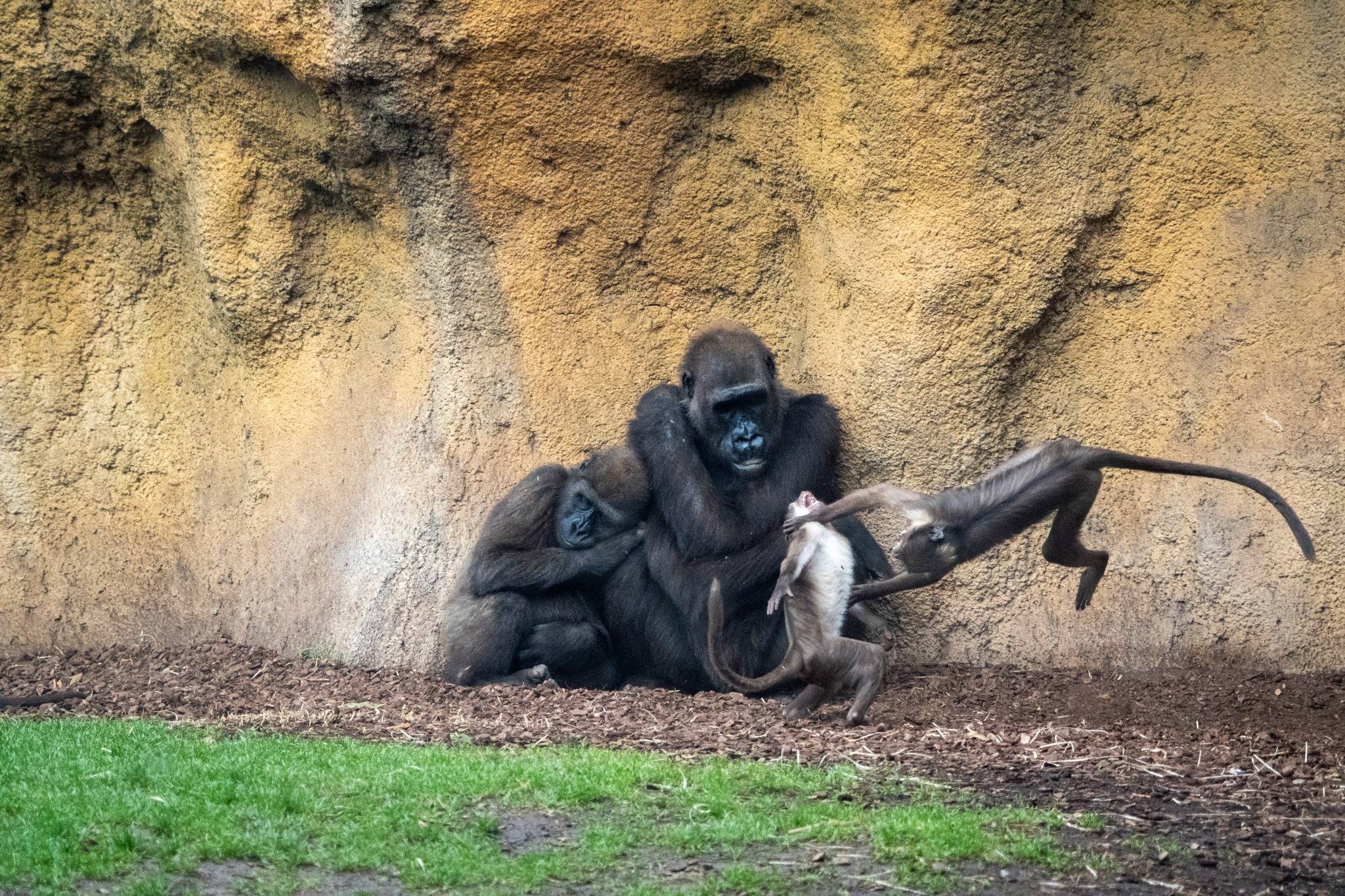 Bioparc Valencia-29