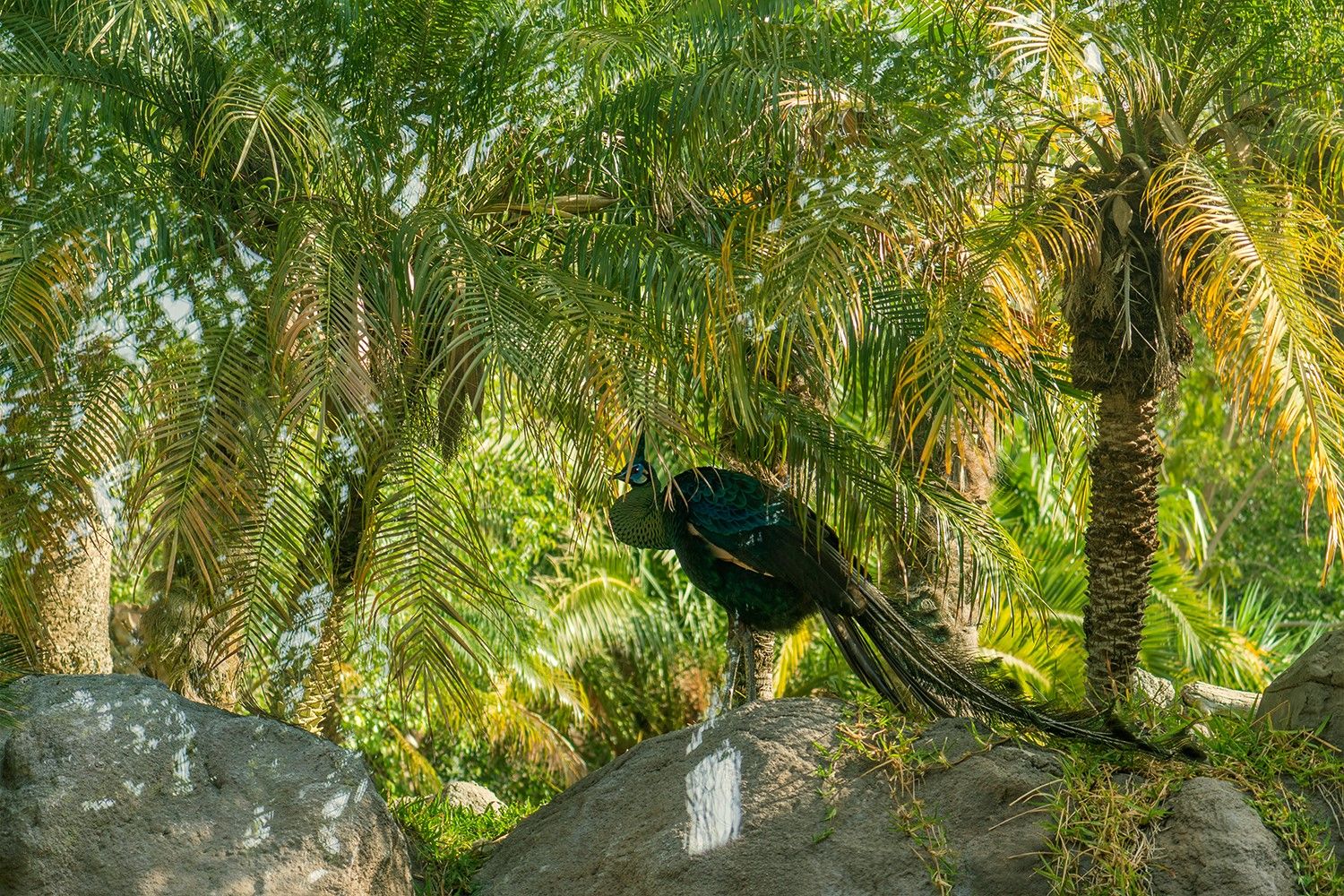 Bioparc Fuengirola-10