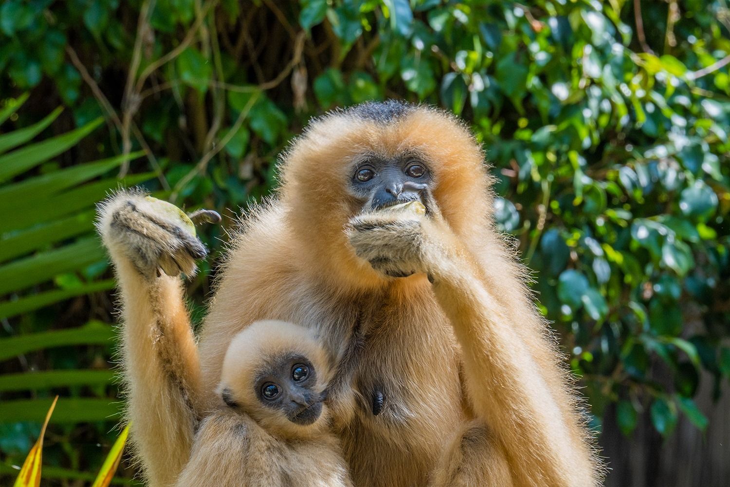 Bioparc Fuengirola-14