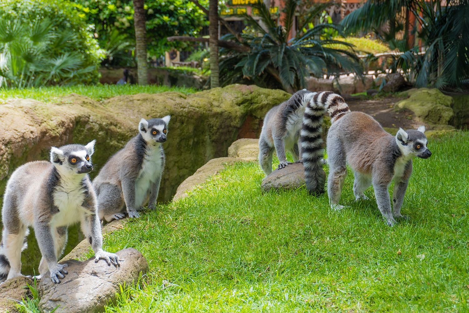 Bioparc Fuengirola-15