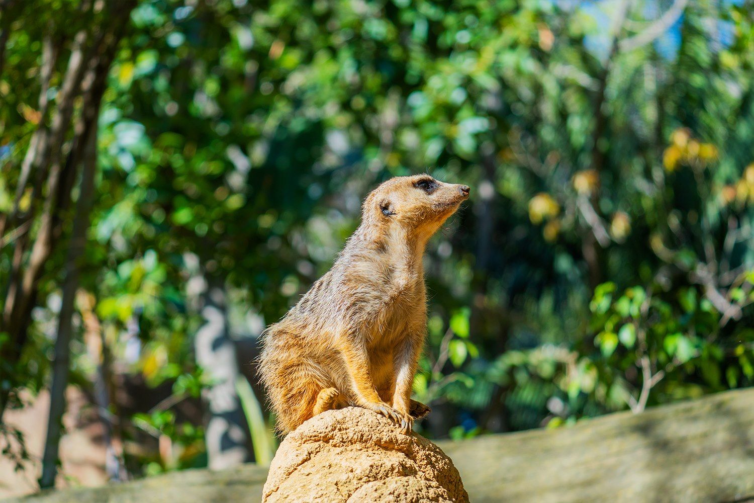 Bioparc Fuengirola-20