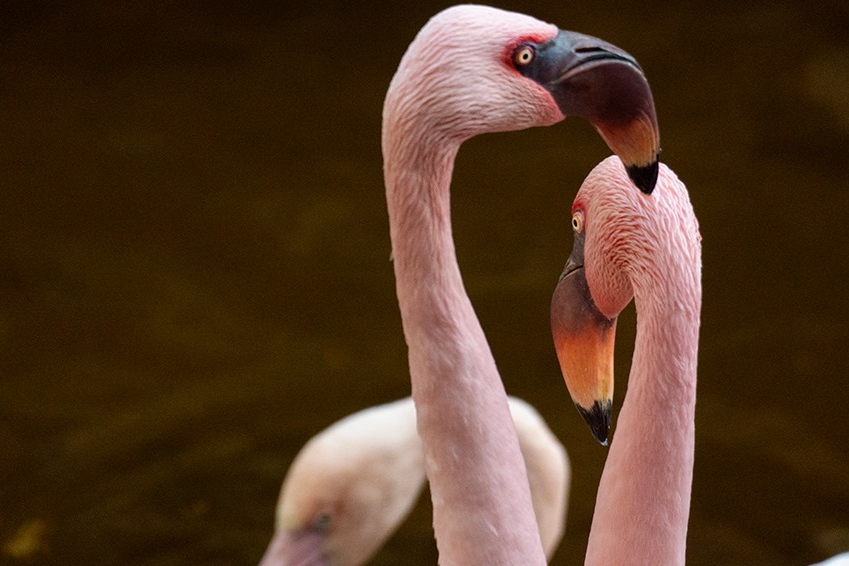 Bioparc Fuengirola-3