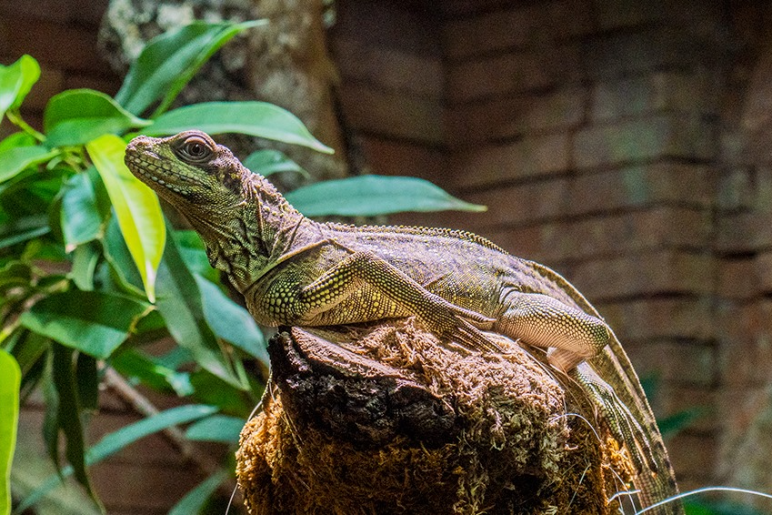 Bioparc Fuengirola-5