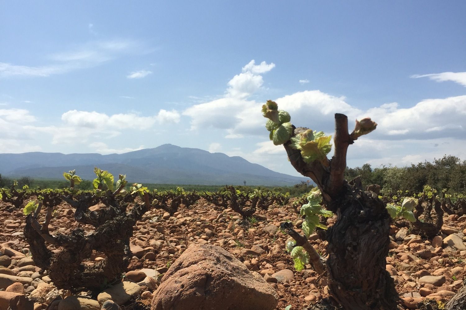 Bodega Arizcuren-27