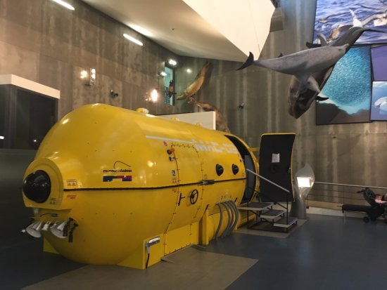 Museu da Baleia da Madeira-5