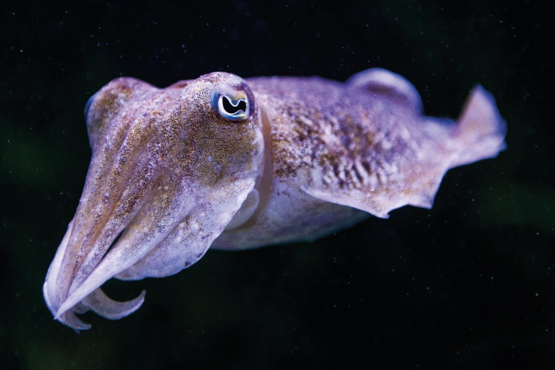 Oceanario de Lisboa-6