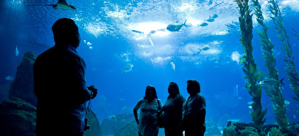 Oceanário de Lisboa: Bilhetes em Promoção