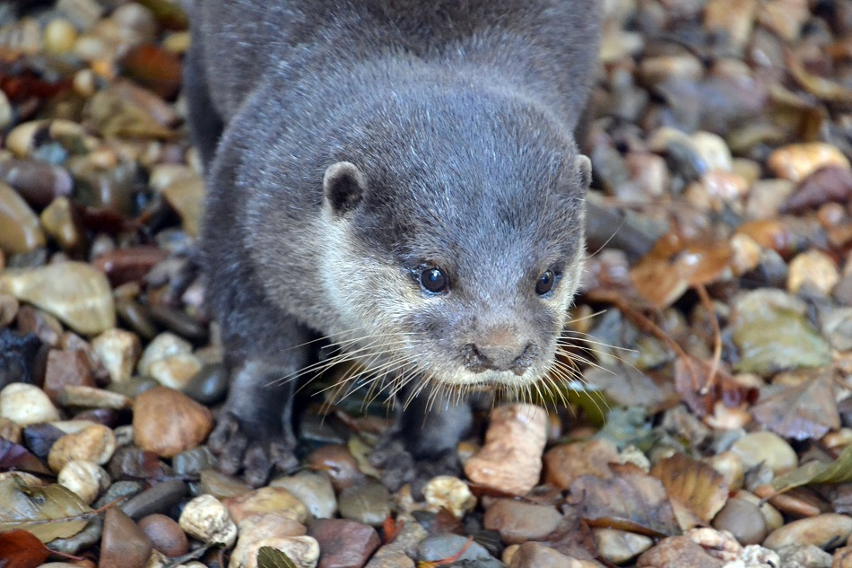 Parque Biológico da Serra da Lousã-6