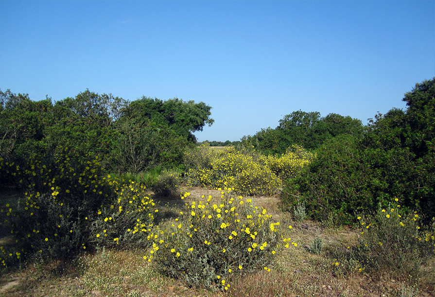 Ruta 4x4 Parque Nacional Doñana-6