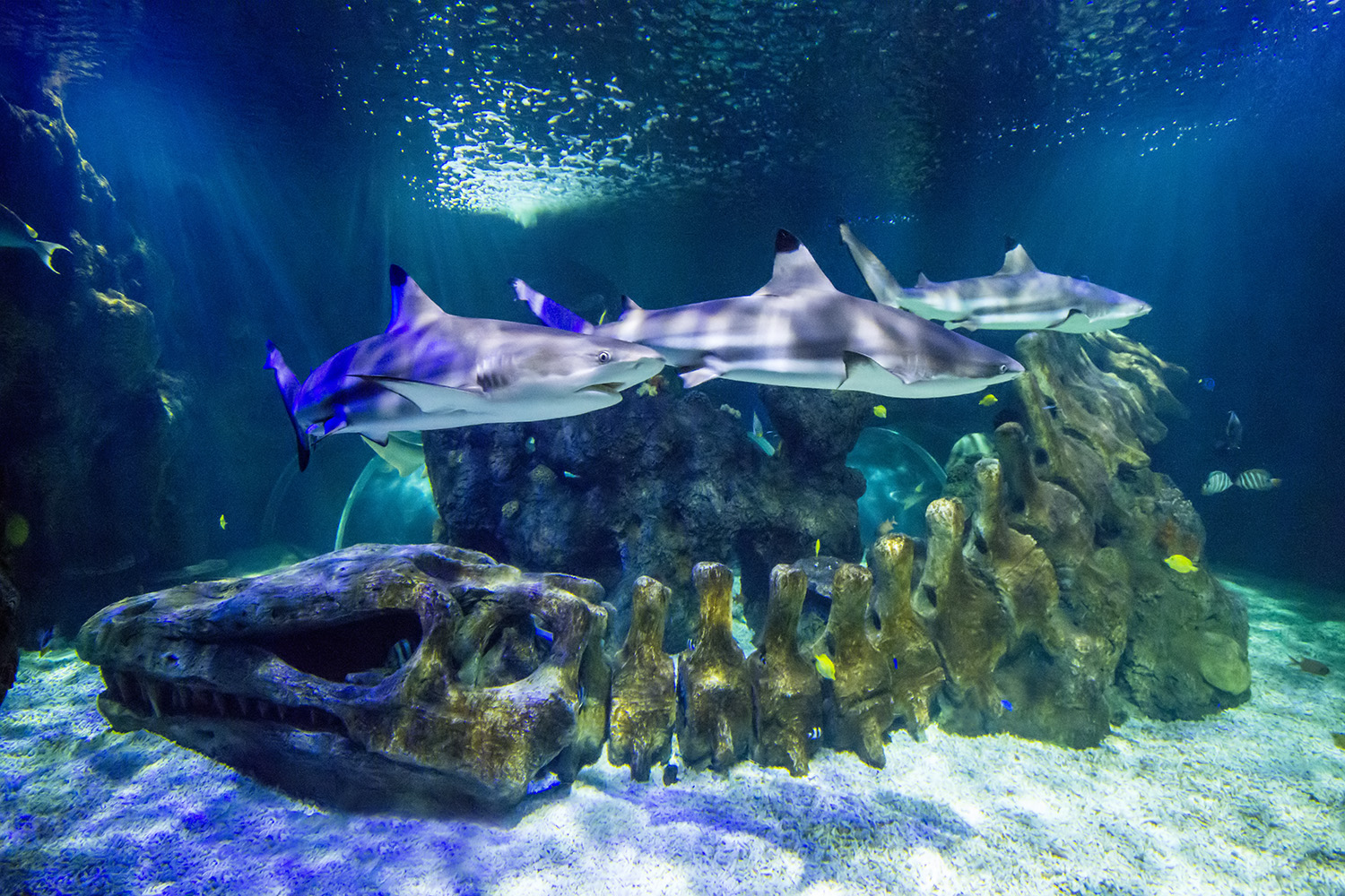 Sea Life de Benalmádena-4