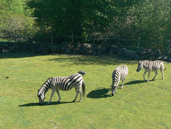 Zoo d'Amnéville-3